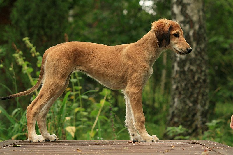 Ameenan lapset 12 vko 301.JPG - Hasina